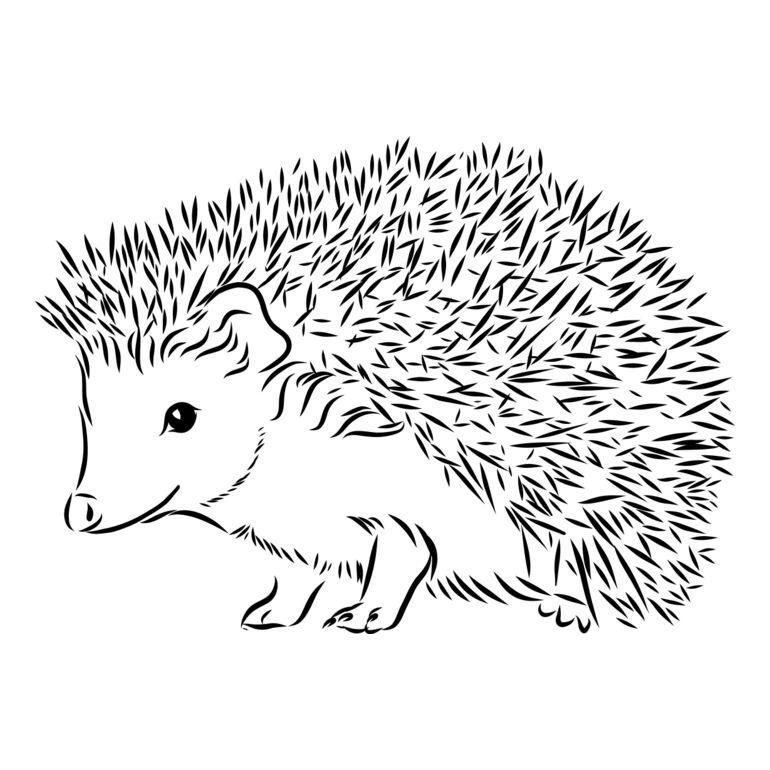Hedgehog   Clipart 2 Thumbnail