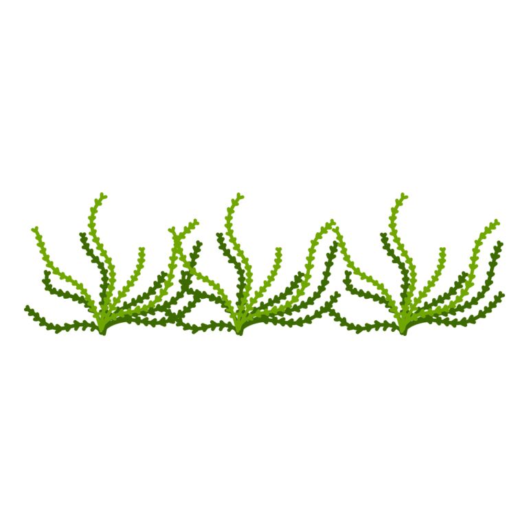 Sea Plant Thumbnail
