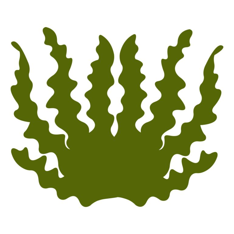 Sea Plant 2 Thumbnail