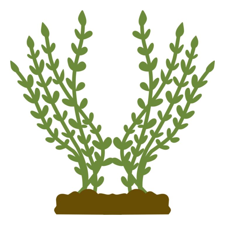 Plants 4 Thumbnail