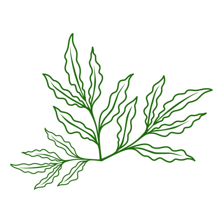Leaves 7 Thumbnail