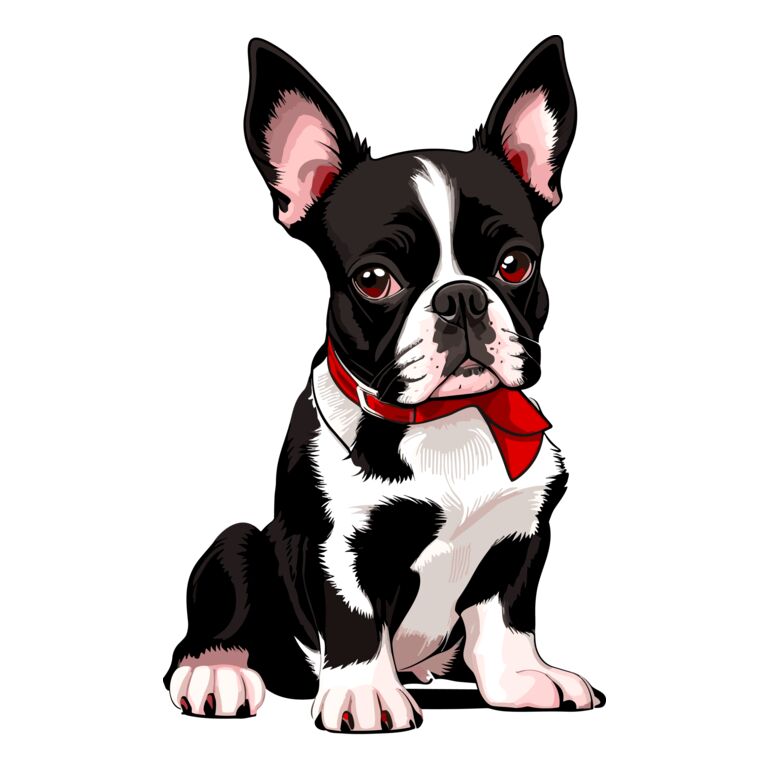 Boston Terrrier  Thumbnail