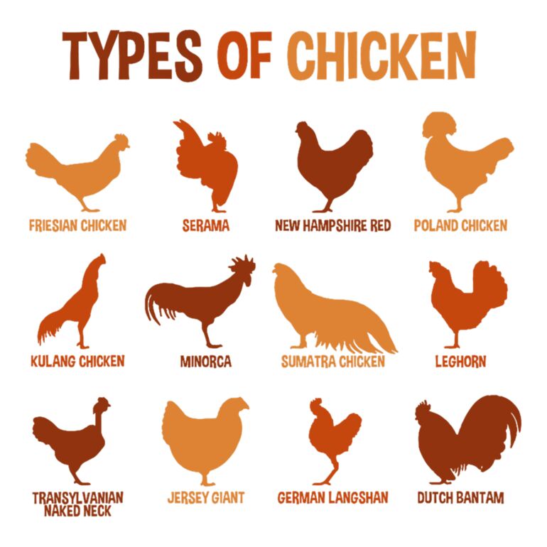 Types Of Chickens Thumbnail